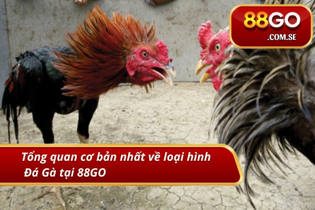 Tổng quan cơ bản nhất về loại hình Đấu Gà tại 88GO