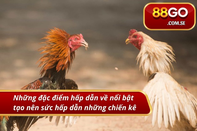 Những đặc điểm hấp dẫn về nổi bật tạo nên sức hấp dẫn những chiến kê