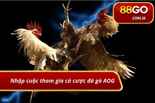 Tham gia đặt cược gà chọi tại AOG một cách dễ dàng và nhanh chóng