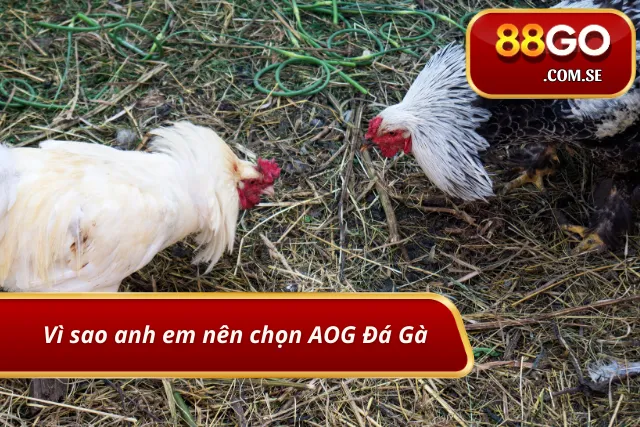 AOG Đá Gà - Sân chơi gà chọi hàng đầu cho cược thủ